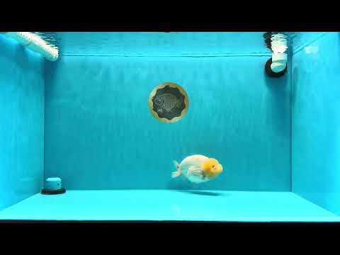 ADORABLE A Grade White LionQueen 4.5-5 inches #022026LC_13