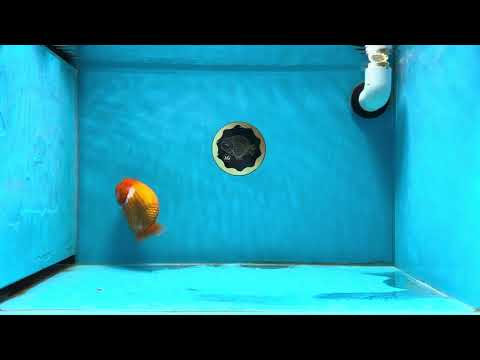 A Grade Cheese Puff Red White LionKing 4-4.5 inches #013125LC_07