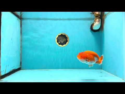 AAA Grade Red White LionQueen 4 inches #103125LC_22