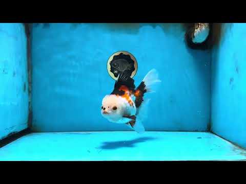 A Grade PUPPY Tricolor Oranda Female 6 inches #091925OR_10