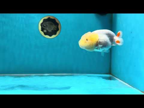 Snow White Lionchu Female 3.5 inches #121925LC_03