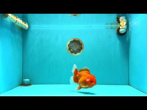 CHUBBY A Grade Red White Oranda Male 5-5.5 inches #040326OR_19