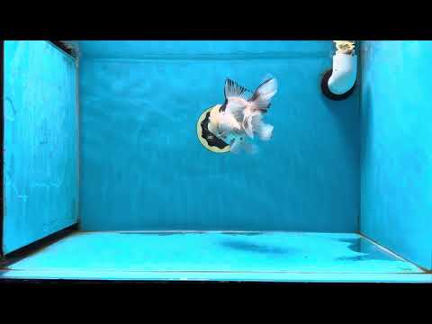 A Grade Chubby Belly Panda Button Eyes Oranda Male 4.5-5 inches #022825OR_08