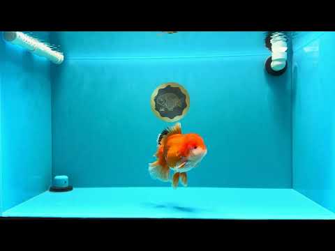 AAA Grade Red White Oranda Male 5.5 inches #030626OR_20