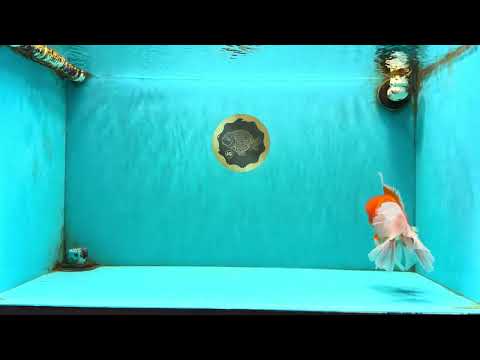 A Grade Red White Oranda Male 6 inches #081426OR_13