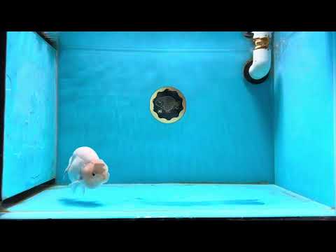 A Grade Snow Sakura LionKing 4-4.5 inches #011025LC_02