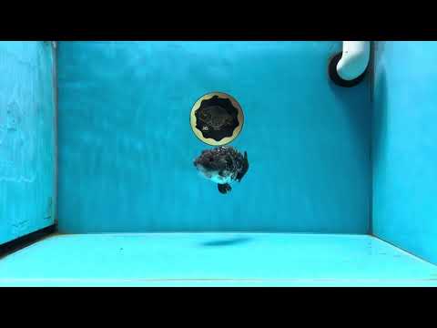 A Grade Chubby White Tiger Blue Base LionQueen 3.5 inches #022125LC_21