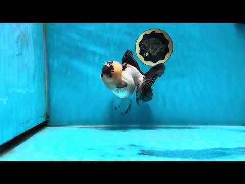 A Grade Panda Oranda Female 5-5.5 inches #050925OR_35