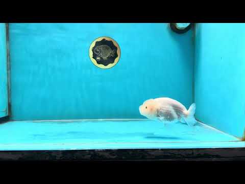 Snow White Lionchu Female 3.5 inches #121925LC_01