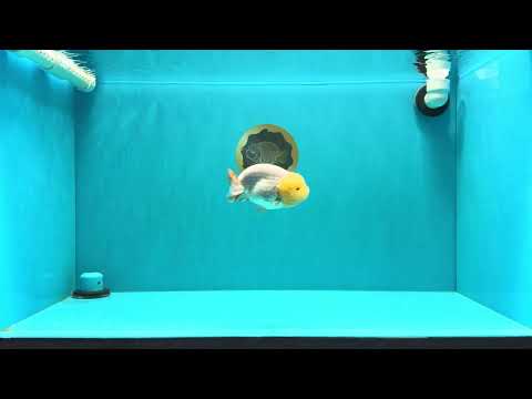 CHICKIE AAA Grade Red White Lipstick LionKing 4-4.5 inches #031326LC_11