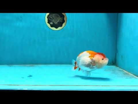 SUPER CUTE AAA Grade Red White LionQueen 4  inches #102425LC_14