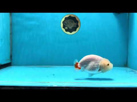 CLOUDY AAA Grade Red White LionQueen 3.5-4 inches #101725LC_11