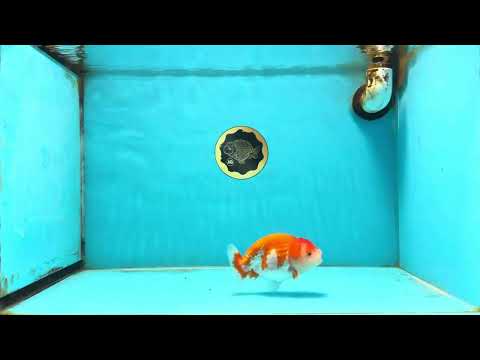 A Grade Red White LionQueen 4 inches #112125LC_10