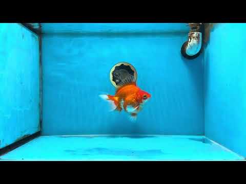 A Grade Red White Ryukin Male 5.5 inches #111425RK_13