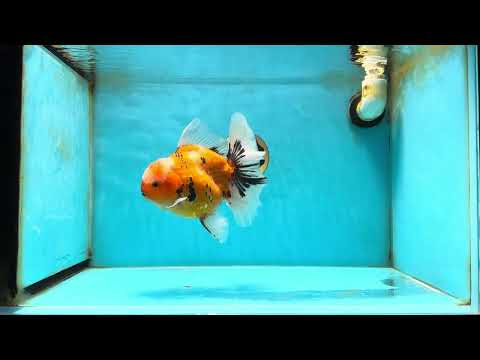 AAA Grade Tiger Oranda Female 6-6.5 inches #051625OR_16