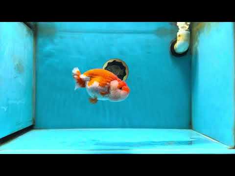 AAA Grade Red White LionQueen 4.5 inches #051625LC_35