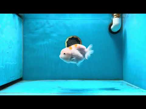 A Grade Sakura Petal Kohaku LionQueen 4-4.5 inches #011025LC_07