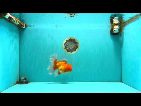 A Grade Red White Oranda Male 5.5-6 inches #082126OR_03