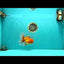 A Grade Red White Oranda Male 5.5-6 inches #082126OR_03