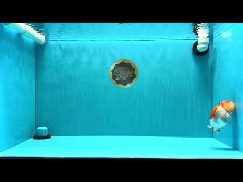 A Grade Kohaku Red White LionKing 4-4.5 inches #022026LC_17