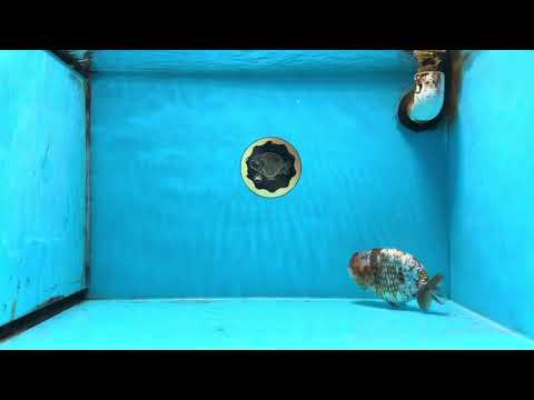 A Grade Calico Blue Base LionQueen 5 inches #103125LC_17