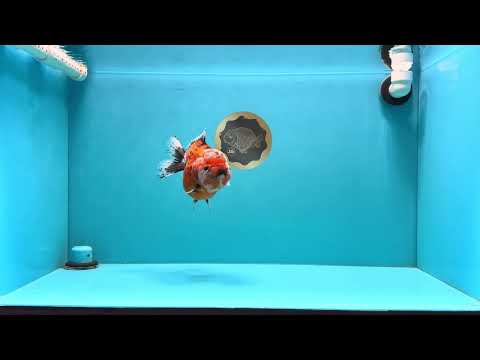 A Grade Sakura Yuanbao Female 5.5-6 inches #032026YB_27