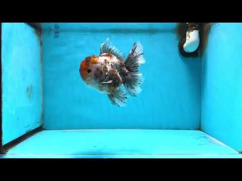 A Grade Calico Kirin Oranda Male 5.5  inches #091225OR_10