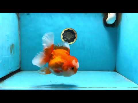 A Grade Jade Head Red White Oranda Female 6 inches #091225OR_13