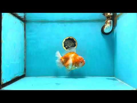 A Grade Sakura Yuanbao Female 6 inches #111425YB_02