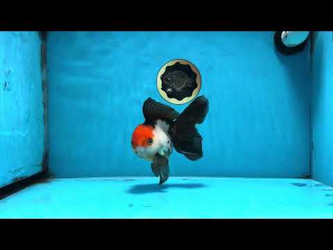 Tricolor Oranda Female 5.5 inches #100325OR_14