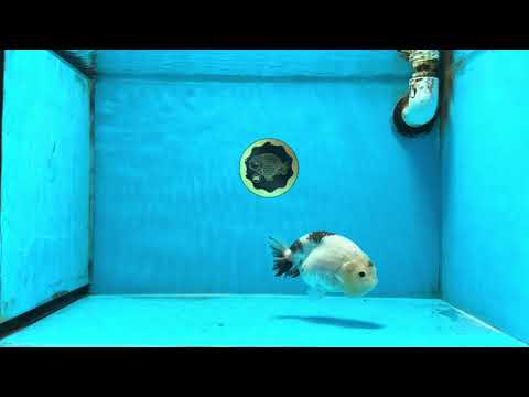 A Grade Chinese Cow Ranchu Female 4.5-5 inches #101725RC_18