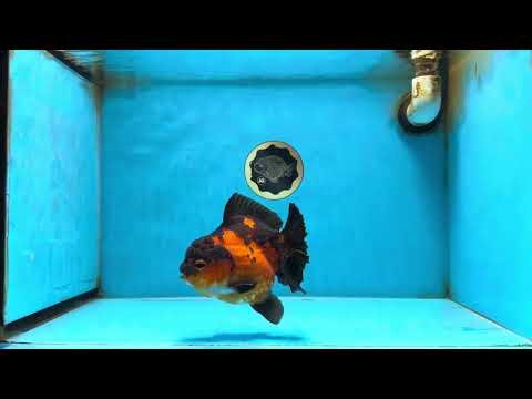 AAA Grade Apache Yuanbao Female 5 inches #081525YB_06