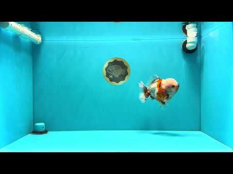 A Grade Sakura Yuanbao Male 5.5 inches #032026YB_23