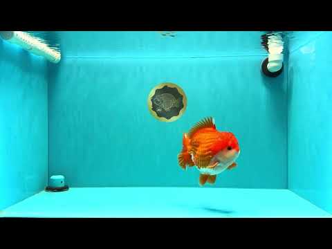 CHONKY AAA Grade Godzilla Red White Yuanbao Male 5.5-6 inches #031326YB_22