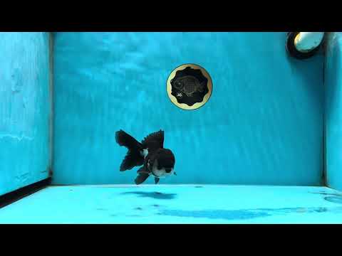 A Grade Panda Oranda Male 4.5 inches #050225OR_11