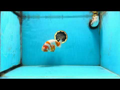 AAA Grade Special Red White Kohaku Chinese Ranchu Male 5 inches #101025RC_20