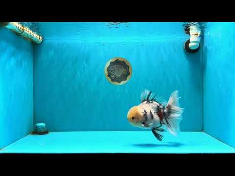 AAA Grade Marble Oranda Male 6.5-7 inches #070626OR_09