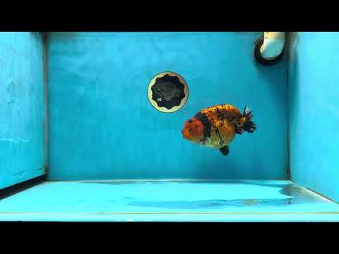 AAA Grade Tiger LionKing 5-5.5 inches #050925LC_05