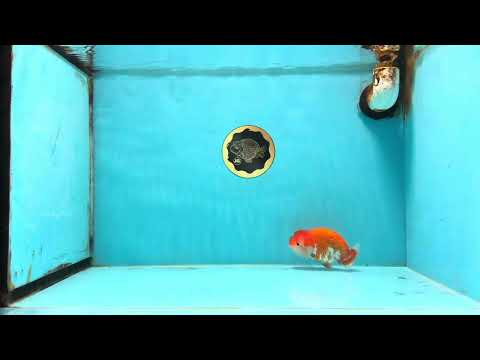 A Grade Red White LionQueen 4 inches #103125LC_18