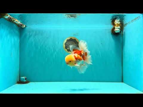 AAA Grade Red White Oranda Male 6 inches #080726OR_13