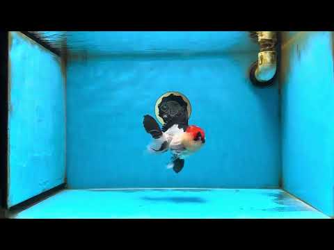 A Grade Tricolor Oranda Male 5 inches #082225OR_15