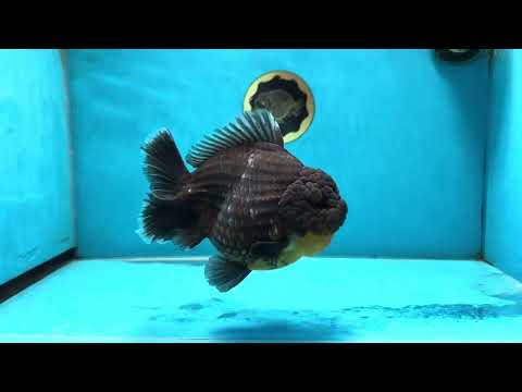 SHOW GRADE Godzilla Kirin Yuanbao Male 5.5 inches #062025YB_999