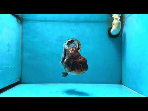 A Grade Godzilla Kirin Yuanbao Female 5.5-6 inches #053025YB_02