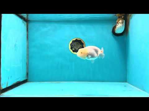 White Lionchu Female 3.5 inches #103125LC_23