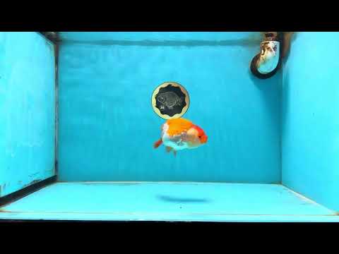 A Grade Red White LionQueen 4 inches #112125LC_06