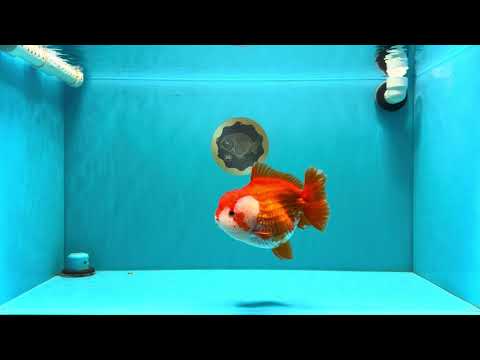 AAA Grade Red White Yuanbao Female 6-6.5 inches #032026YB_25