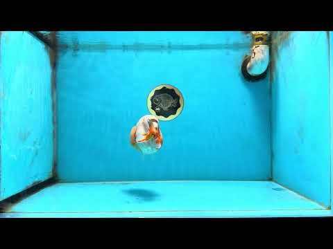 AAA Grade Tricolor Milk Cow Ranchu Female 5 inches #101025RC_15