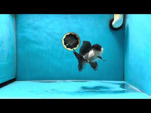 ORCA WHALE A Grade Panda Oranda Male 4.5-5 inches #032825OR_07