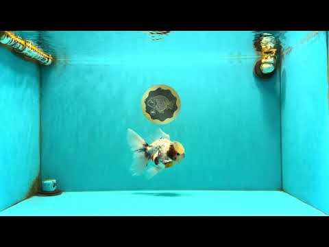 Marble Oranda Male 5.5-6 inches #072426OR_16