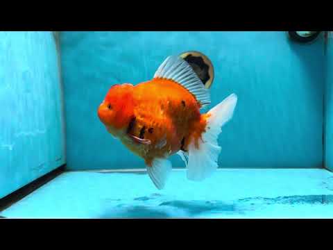 AAA Grade Tiger Oranda Female 6-6.5 inches #062025OR_24